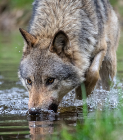Drinking wolf